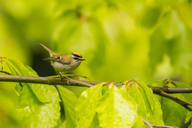 beautiful, colorful bird singing from a branch against a green forest background. common firecrest (regulus ignicapilla). bieszczady. poland - beech tree leaf isolated branch imagens e fotografias de stock