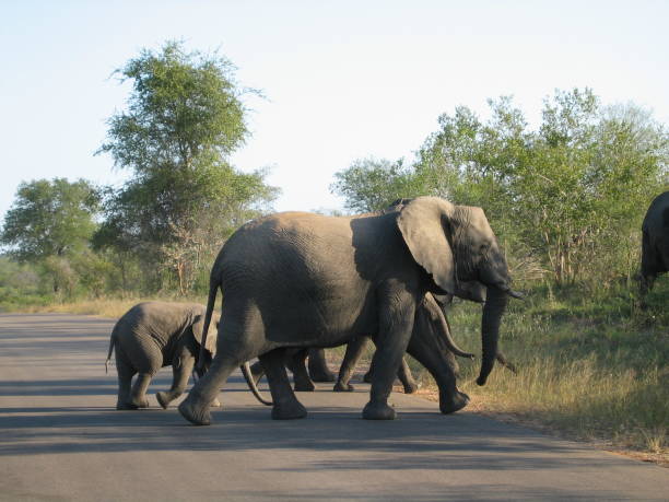 istock Elephant family crossing road 1152836973