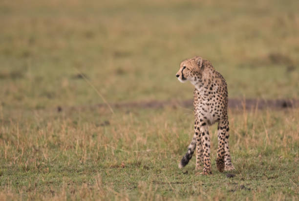 istock Cheetah in Masai Mara Game Reserve, Kenya 1152837492