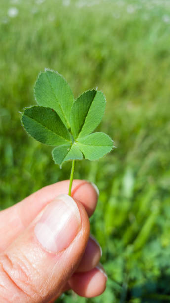 istock five leafed four leaf clover holding in fingers 1152837615