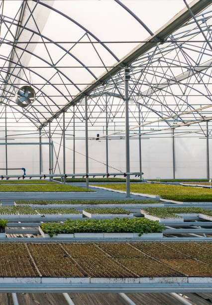 istock Tomato seedlings in greenhouse 1152838157