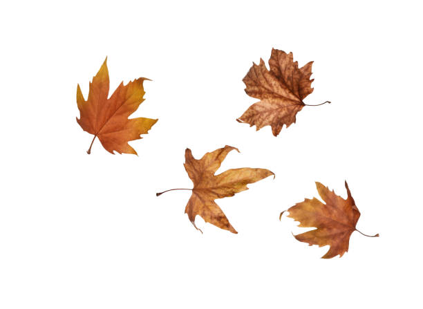 istock Autumn maple leaves isolated on white background 1152839321
