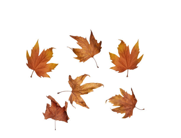 istock collage Autumn maple leaves isolated on white background 1152839559