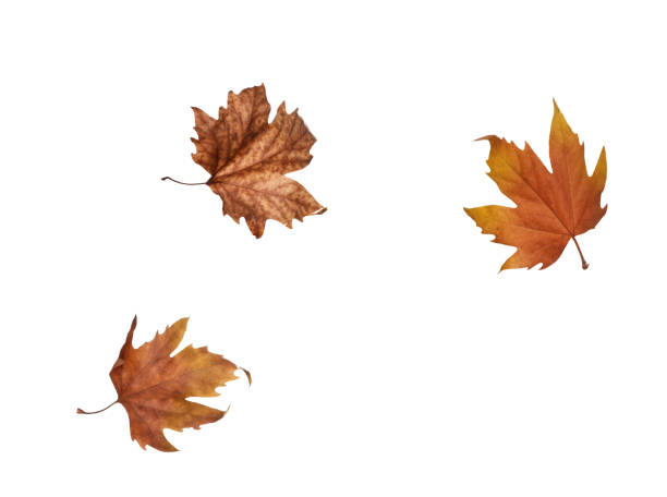 istock collage Autumn maple leaves isolated on white background 1152839565