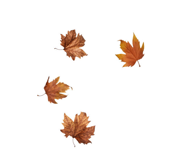 istock collage Autumn maple leaves isolated on white background 1152839584