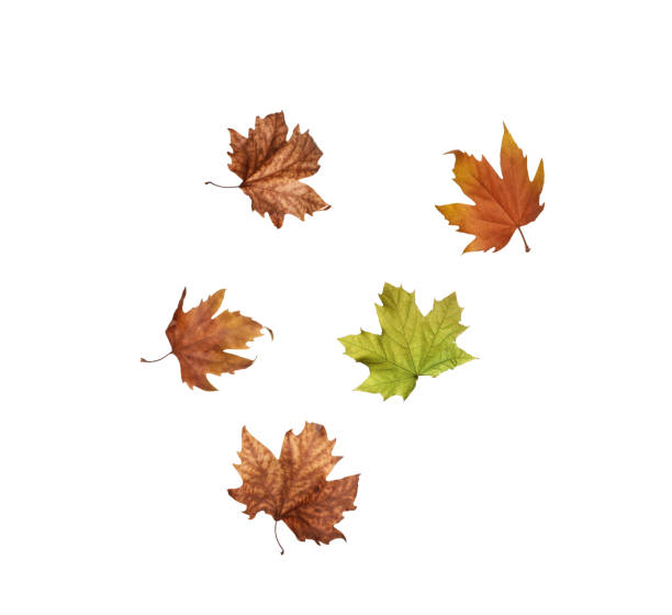 istock collage Autumn maple leaves isolated on white background 1152839628
