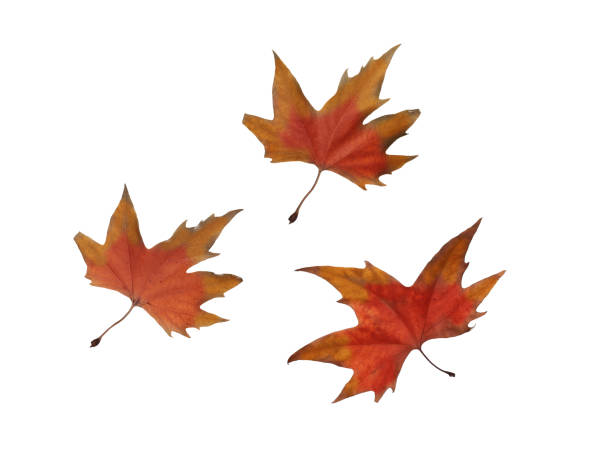 istock collage Autumn maple leaves isolated on white background 1152839774