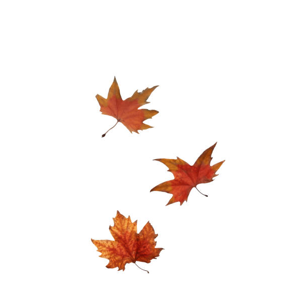 istock collage Autumn maple leaves isolated on white background 1152839802