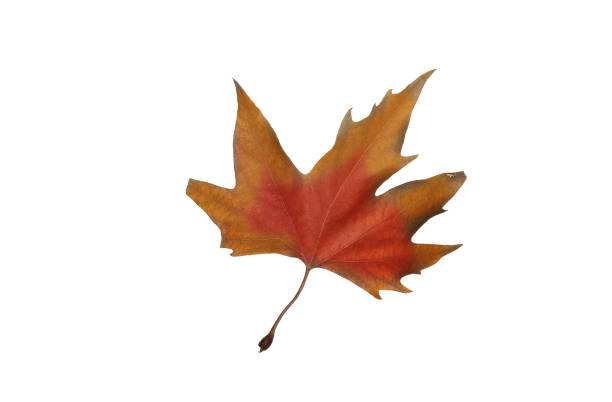 istock Autumn maple leaves isolated on white background 1152840328