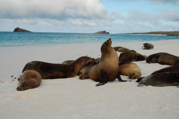 istock Sea lion on Galapagos Islands 1152840556