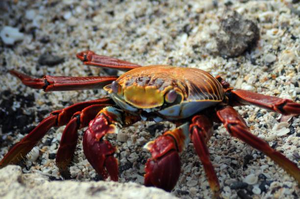 istock Red Rock Crabs On Galapagos Islands 1152840599
