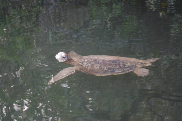 istock Green sea turtle swimming, Galapagos 1152840661