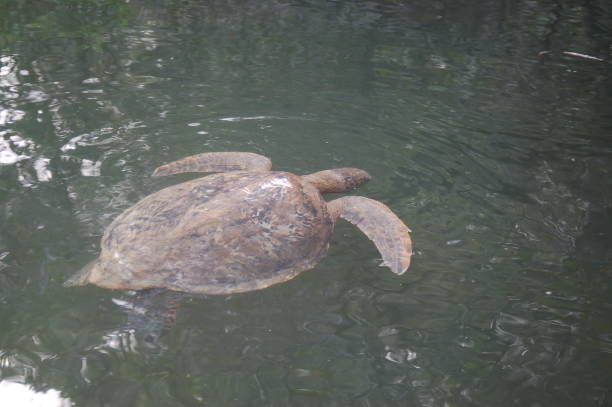 istock Green sea turtle swimming, Galapagos 1152840722