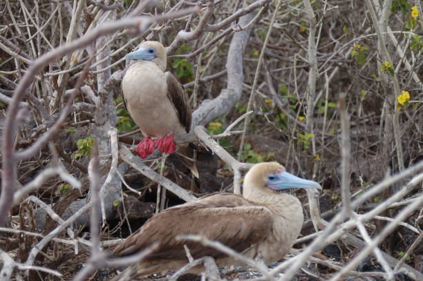 istock Red-footed booby in  Galapagos islands 1152840763