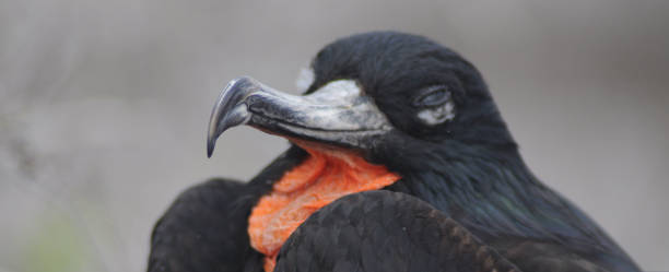 istock Frigate bird with inflated red pouch on galapagos island 1152840818