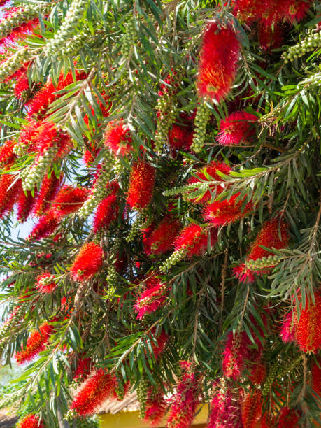 Plant of Callistemon with red bottlebrush flowers and flower buds against intense blue sky Plant of Callistemon with red bottlebrush flowers and flower buds against intense blue sky on a bright sunny Spring day. red flower trees callistemon citrinus stock pictures, royalty-free photos & images