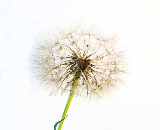 istock dandelion flower on a beautiful background 1152842963