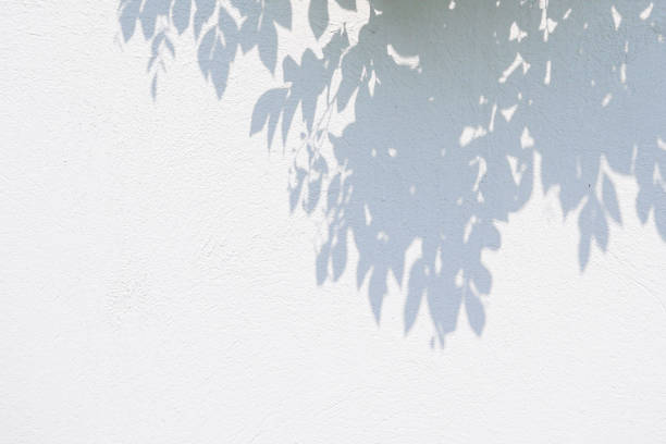 Black and White abstract background textuer of shadows leaf on a concrete wall