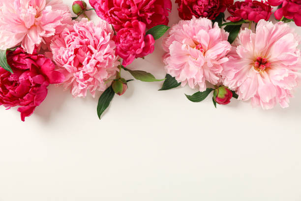 istock Flat lay composition with beautiful peonies on white background, space for text and top view 1152843172