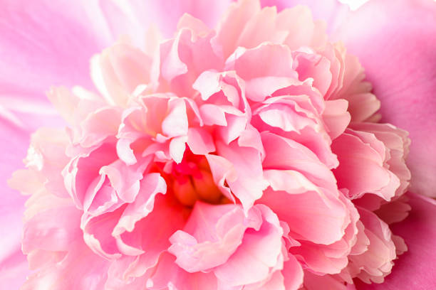 istock Beautiful pink peony flower as background, closeup 1152843503