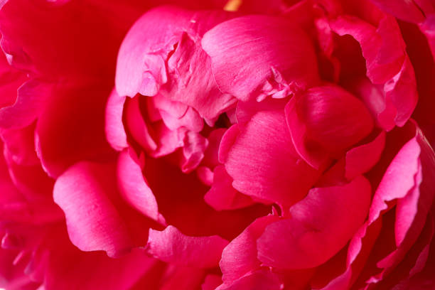 istock Beautiful pink peony flower as background, closeup 1152843523