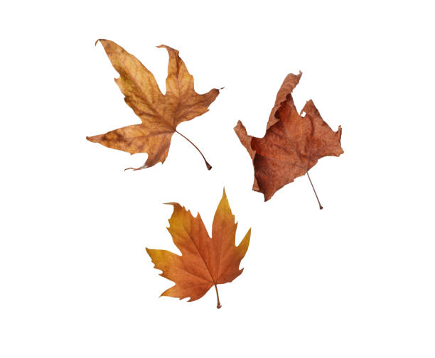istock Autumn maple leaves isolated on white background 1152844819