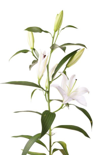 istock a fragment of white lilies ' bunch on a white background 1152845185