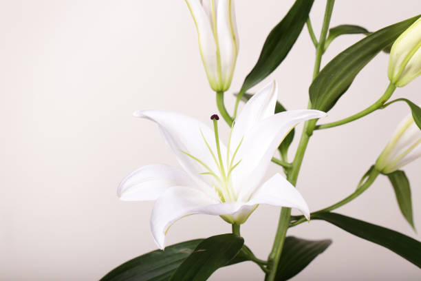 istock a fragment of white lilies ' bunch on a white background 1152845294