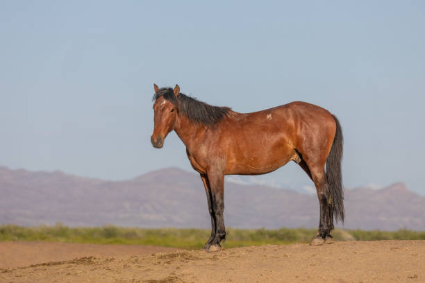 istock Wild Horse in the Utah Desert 1152845419