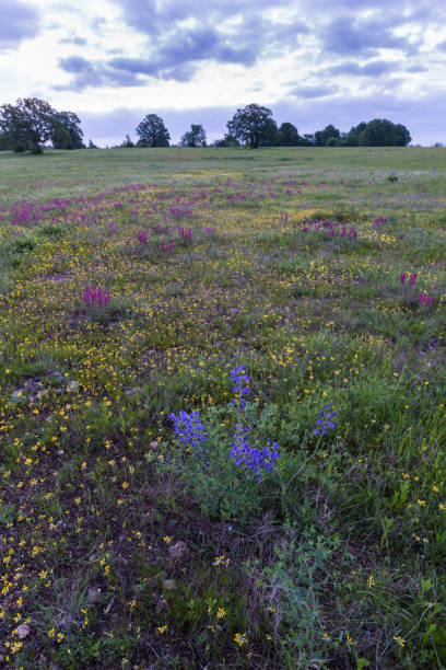 wild blue indigo (baptisia australis), purple paintbrush (castilleja purpurpea), and spreading bladderpod (lesquerella gracilis), idabel, oklahoma airport prairie. - 7589 stock-fotos und bilder