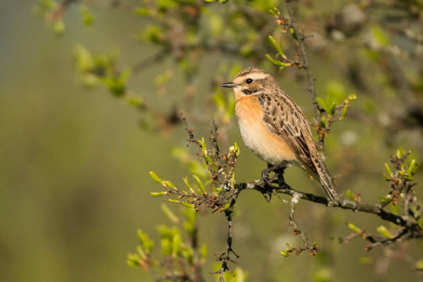 whinchat (rubetra saxicola). uma fêmea em uma filial em um fundo verde. bieszczady. polônia - whinchat - fotografias e filmes do acervo