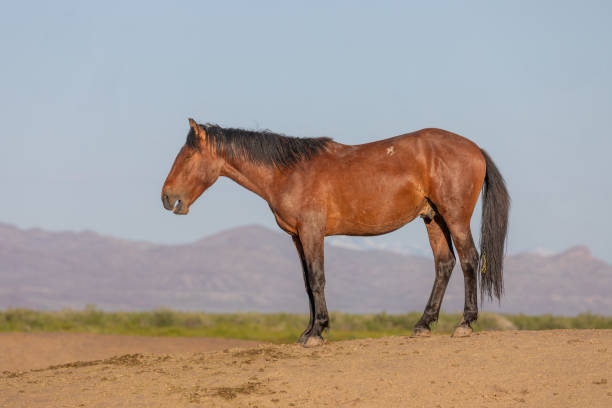 istock Wild Horse in the Utah Desert 1152846409