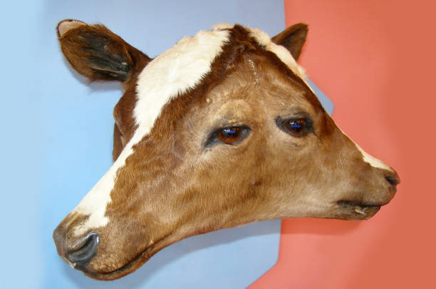 o close up de um dois dirigiu (bicephalic) ou dois enfrentou (diprosopus) a vitela marrom, vaca - fuzzy headed - fotografias e filmes do acervo
