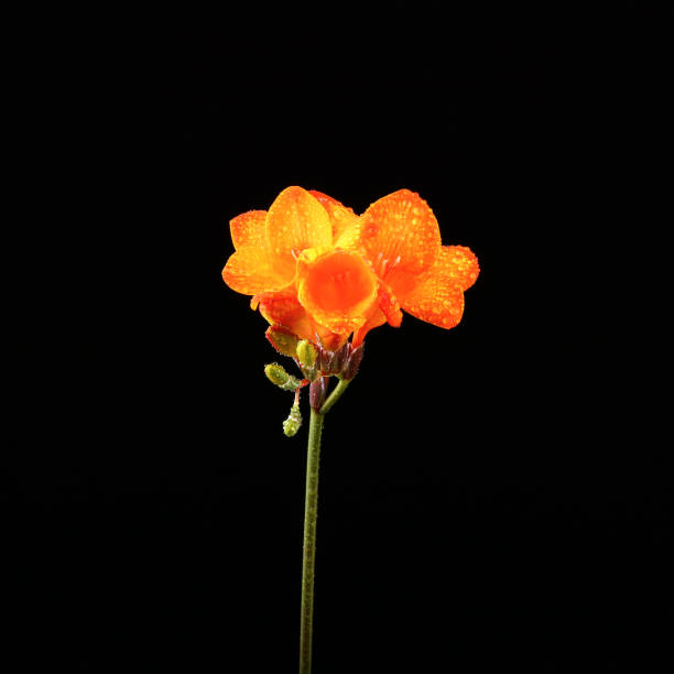 istock yellow color freesia on a black background 1152850127