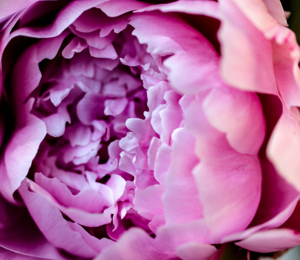 istock Pink peony. Flower as background. Macro. 1152851597