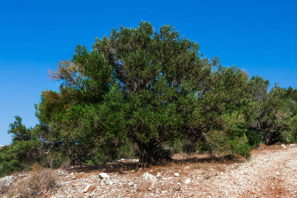 istock Big olive tree in Crete, Greece for olive oil production 1152853228