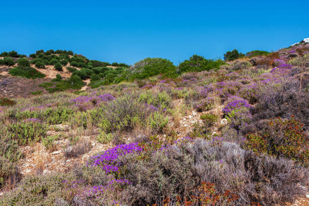 istock Blossoming seashore. Wild pink flowers on the mountains 1152853258