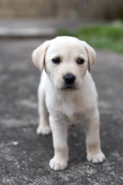 istock Labrador retriever puppy in the yard 1152853338
