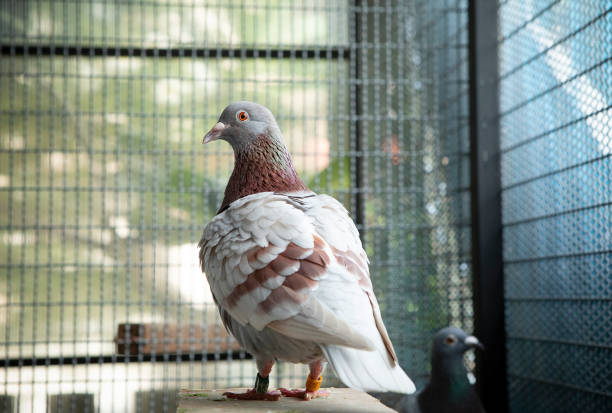 rouge choco plume de speed racing pigeon dans la maison loft - bird netting cage birdcage photos et images de collection