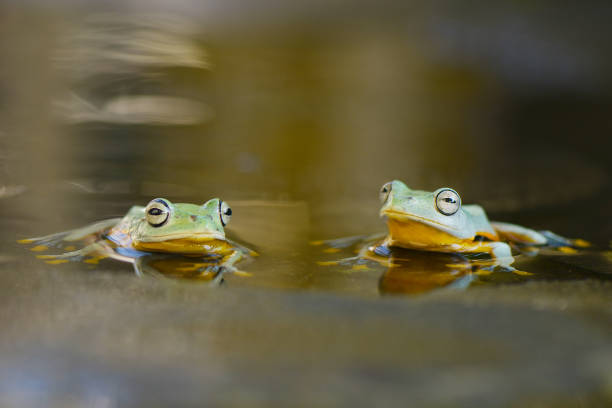 istock Flying frog in the water 1152854450