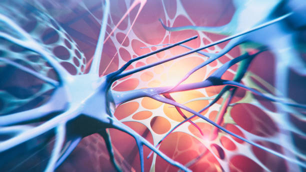 neuron system - esclerose lateral amiotrófica imagens e fotografias de stock