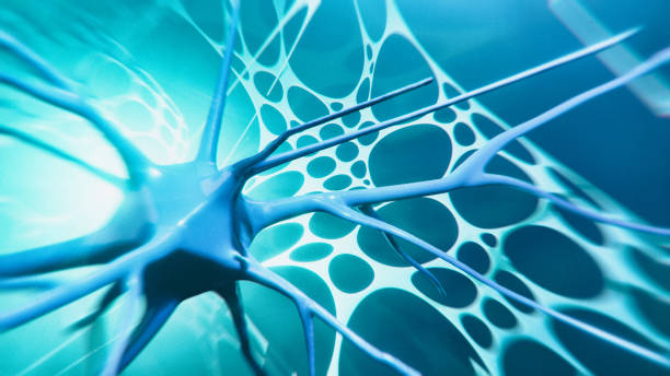 Neuron system Neuron cells system - 3d rendered image of Neuron cell network. Hologram view. Neuroscience concept. axon terminal stock pictures, royalty-free photos & images