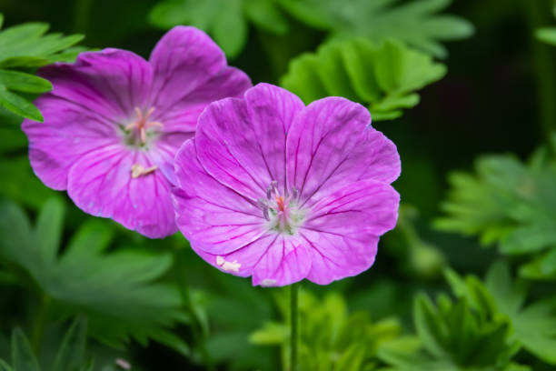 istock Bloody Geranium Flower in Bloom in Springtime 1152856258
