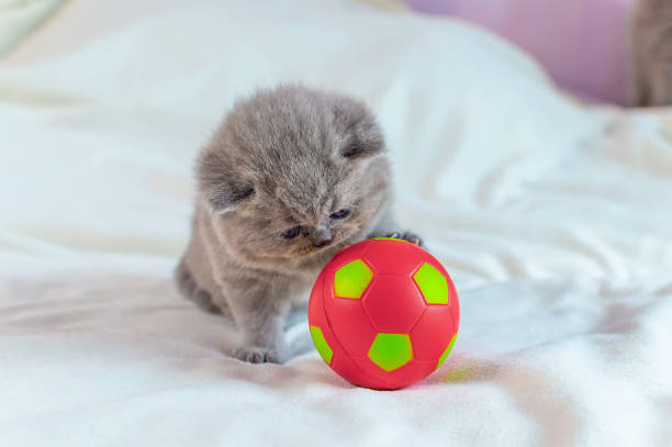 istock little kitten plays with a ball 1152856942