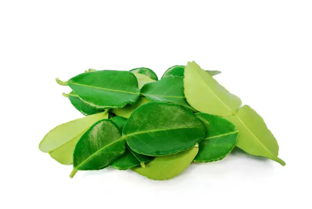 Kaffir lime leaves on white background.