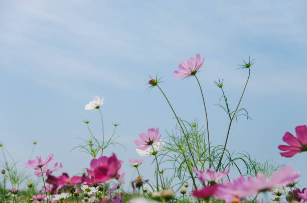 istock Cosmos bipinnatus flowers blooming in summer 1152857251