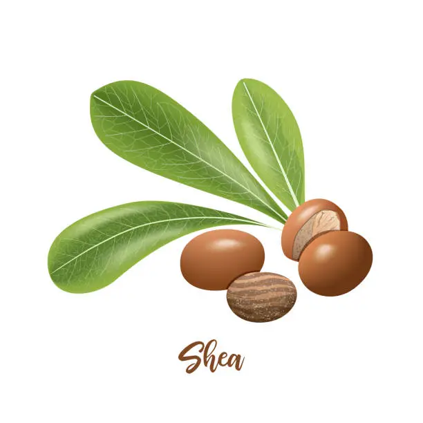 Shea nuts and leaves. shi tree pods whole and peeled. Vitellaria paradoxa. Card template copy space Shea nuts and leaves. shi tree pods whole and peeled. Vitellaria paradoxa. Card template copy space. Oilplant for cooking, cosmetics, aromatherapy, perfume, food, healthcare, ointments, oil prints Shea Butter  stock illustrations