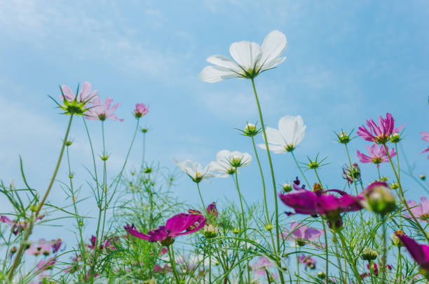 istock Cosmos bipinnatus flowers blooming in summer 1152858096