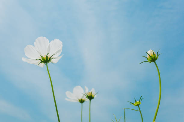 Cosmos Sonata Flowerfield pink and white flower field Cosmos bipinnatus