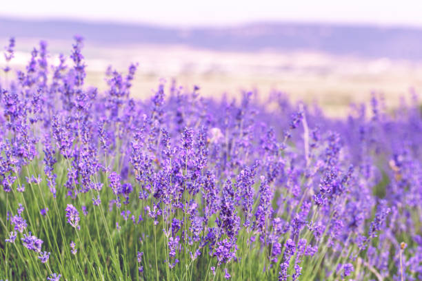 istock Lavender Field in the summer 1152858229